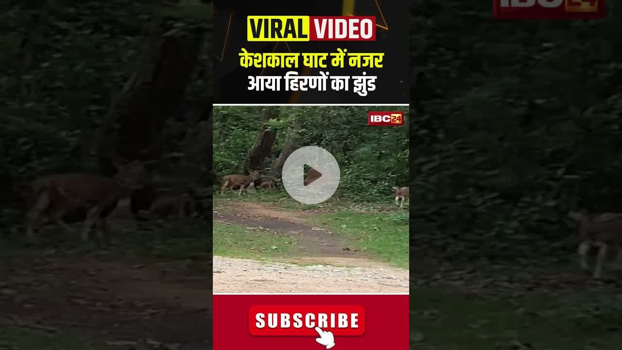 केशकाल घाट में नजर आया हिरणों का झुंड। #keshkalghati #bastar #cgviralvideo #shortvideo