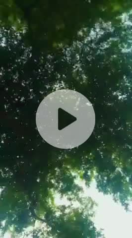 #virulvideo #trendingreel