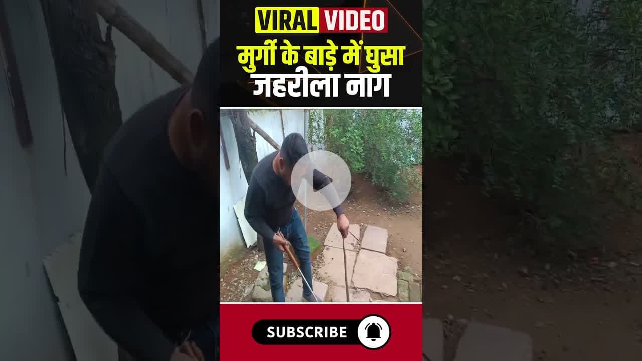 मुर्गी के बाड़े में घुसा जहरीला नाग। #korba #cobrasnake #snakeviralvideo #shorts