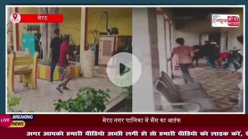 मेरठ नगर पालिका में भैंस ने मचाया जमकर उत्पात, दरवाजे-खिड़कियां तोड़ीं, कर्मचारियों में अफरा-तफरी
#मेरठ #नगर #पालिका