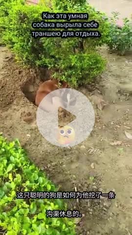 Full of energy and mischief, this pup is turning the grass into an adventure zone!  #DogLife #ParkPlaytime #DiggingDog