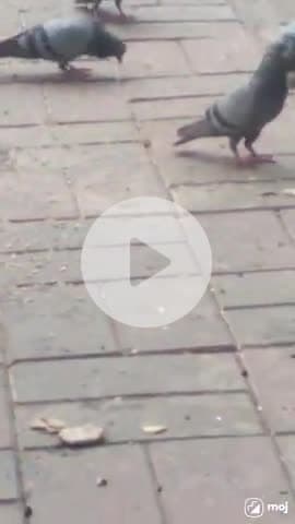 Catch the city’s feathered friends in action! #PigeonVibes #TrafficSignal #UrbanWildlife #CityLife #BirdWatching