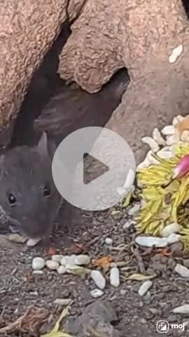 A tiny feast full of charm! #CuteAnimals, #ViralVibes, #AnimalLove, #MouseMoment, #PetLife,