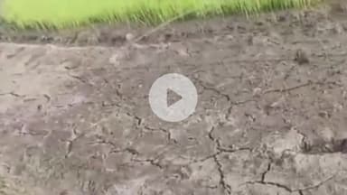 గొల్లపల్లి: రంగధామునిపల్లి గ్రామంలో కరెంటు లేక వరి నారుకు బిందెలతో నీళ్లు పోస్తున్న రైతులు