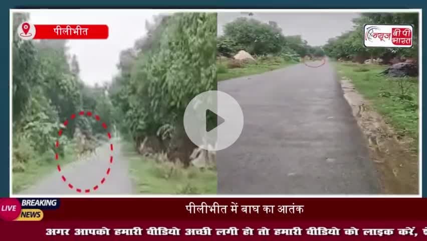 पीलीभीत में बाघ का आतंक: एक के बाद एक तीन लोगों पर किया हमला, एक महिला की मौत; दो घायल
#पीलीभीत #बाघ #आतंक