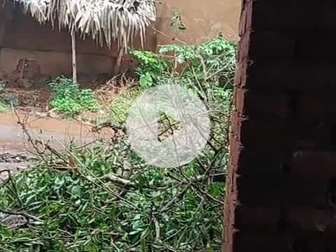 barish ki wajah se ped gir gaya h