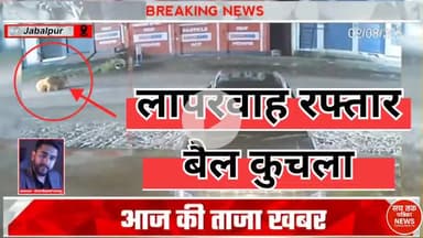🔴 तेज रफ्तार कार ने बैठे बैल को कुचला, गाड़ी हवा में उछली! | #वायरलवीडियो #RoadSafety #पशुअधिकार #सचतकपत्रिकाNEWS