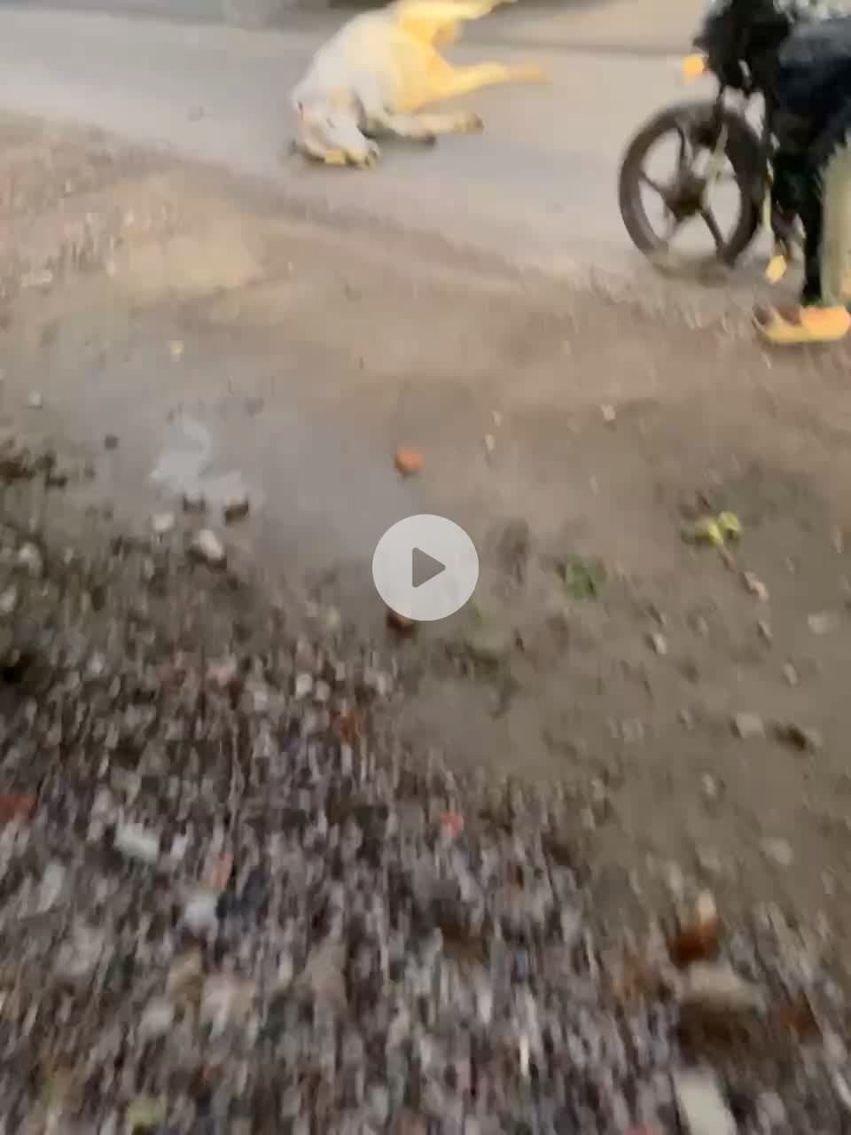 #bulandshar kudwal banaras cow deth to accident