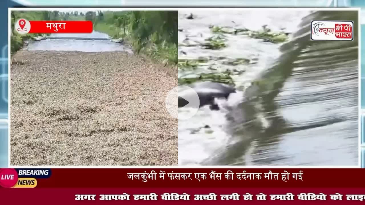 मथुरा:  फरह क्षेत्र के पींगरी गांव में जलकुंभी में फंसकर एक भैंस की दर्दनाक मौत, घटना से ग्रामीणों में भारी नाराजगी
#मथुरा #फरह #पींगरी  #जागरण