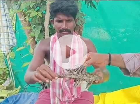 పినపాక: ఒంటినిండా ముళ్ళతో జాలర్లకు చిక్కిన వింత చాప