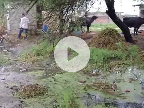 gram panth piploda      jila.   ratlam.  th.  tal.       me sarpanch mantri nalle ko lekar koi kary nhi kar rhe #viral