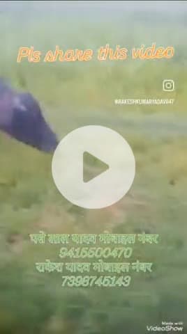 #malaon ki 3 bhais bahk gyi hai