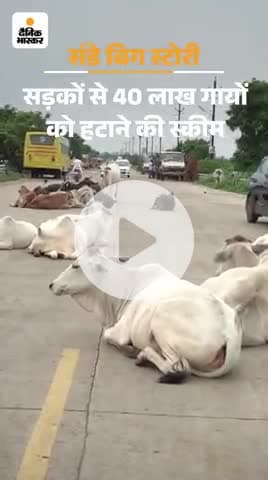 गौशाला योजना लाने वाले आज हवेली मजे कर रहे हैं और गए आज भी रोड पर ऐसे ही दर-दर भटक रहे हैं ashok n 


#ashok naga