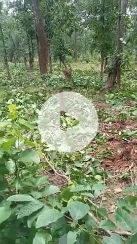 garam panchayat jagima ke katarikona me vno kee katayi kee ja rhihayi adhik matra me