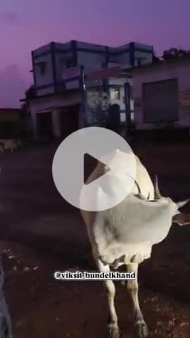 गौ सेवा धर्म हैं हमारा
#gomata #viral #trending #viksit #viksit_bundelkhand
