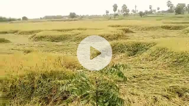 కనగల్: మండలంలో కొద్ది రోజులుగా కురుస్తున్న వర్షానికి నేలకొరిగిన పంట పొలాలు, ఆందోళన చెందుతున్న రైతులు