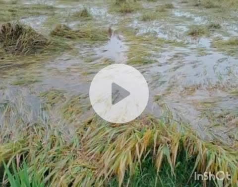 छुरा: बारिश बनी किसानों के लिए आफत, पकी फसल पर मंडराया संकट, मेहनत पर पानी फिरने का खतरा