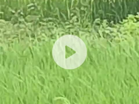 thoda Simar ka kisanon ke kheti karne Ja Raha