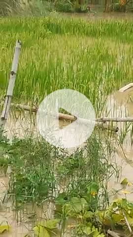 सब किसान के धान खराब होने जा रहा है पानी के कारण सारा किसान के मेहनत पर पानी घुस गया है