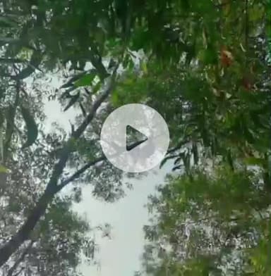 पटमदा: खेत जा रहे किसान का शव पेड़ से झूलता मिला, दो दिन से थे लापता