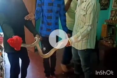 బొబ్బిలి: బొబ్బిలిలో ఇంట్లో కి చొరబడిన12 అడుగుల నాగు పాము చాకచక్యంగా పట్టుకున్న స్థానికులు బయటికి తరలింపు