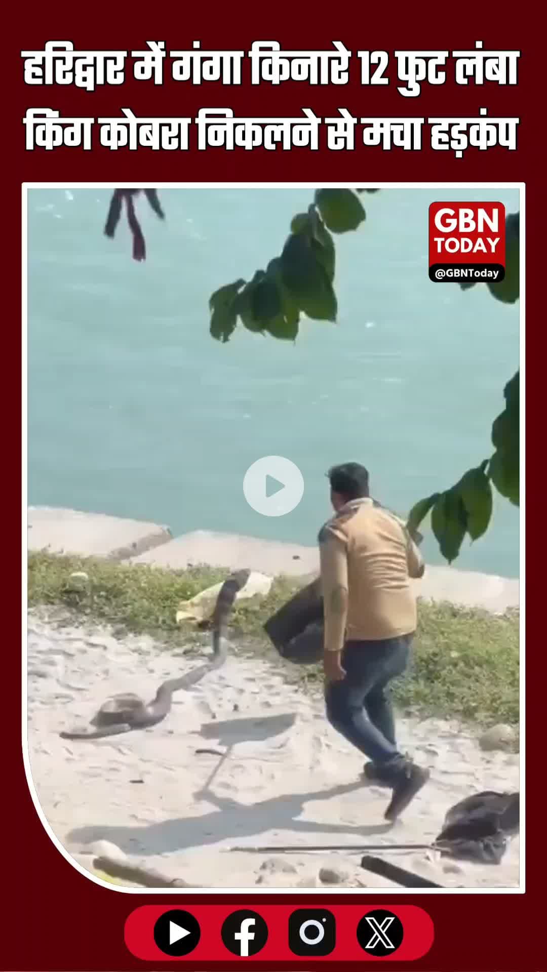 हरिद्वार के चंडी घाट पर गंगा किनारे 12 फुट लंबा किंग कोबरा निकलने से मचा हड़कंप!
#Haridwar #ChandiGhat #KingCobra #Snake