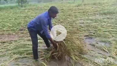 చెన్నారావుపేట: తుఫాన్ తో మాధన్నపేటలో భారీ వర్షానికి నీట మునిగి నేల వాలిన వరి పంట.