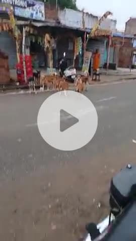 gandye bajar me kutaa ka laga mela 
ak bakdi ko Doda raha tha#@