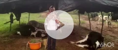 వెల్దండ: తిమ్మినోని పల్లి గ్రామంలో పిడుగుపాటుకు మూడు పాడియావుల మృతి