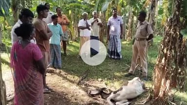 ஆனைமலை: குப்புச்சி புதூர் பாறைப்பதி அருகே கன்று குட்டியை வேட்டையாடிய சிறுத்தையால் பரபரப்பு