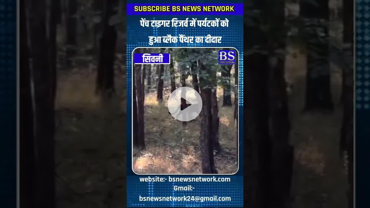 पेंच टाइगर रिजर्व में पर्यटकों को हुआ ब्लैक पैंथर का दीदार #BlackPanther #PenchTigerReserve #Wildlif