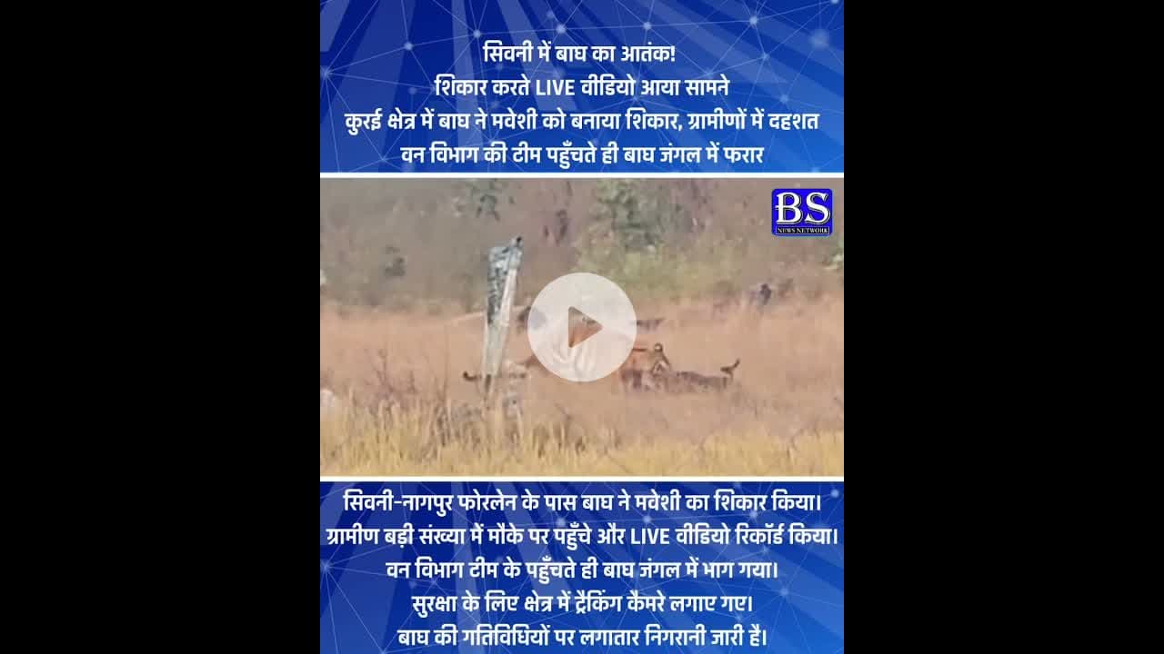 मवेशी का शिकार करते LIVE वीडियो आया सामने #Seoni #TigerAttack #Kurai #LiveVideo  #bsnewsnetwork