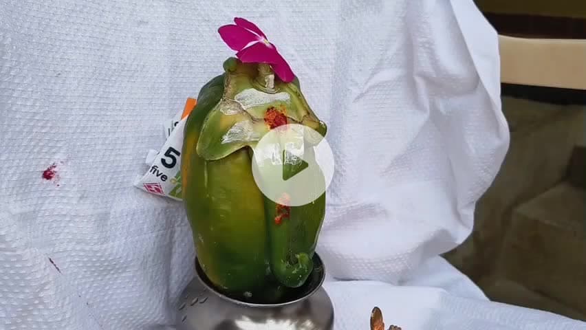 ஆனைமலை: திவான் சாபுதூரில் பப்பாளி பழத்தில் காட்சியளித்த விநாயகர் உருவம் விவசாயிகள் வழிபாடு