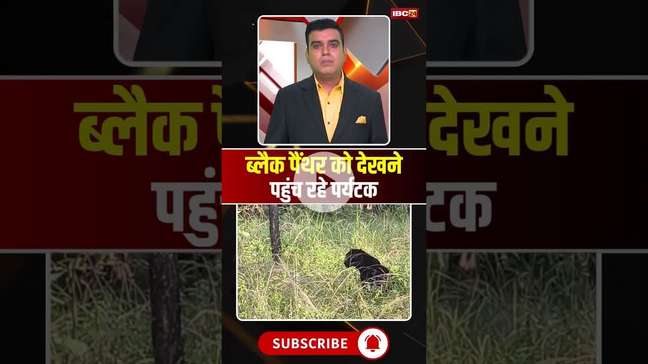 ब्लैक पैंथर को देखने पहुंच रहे पर्यटक #mpnews #seoni #penchtigerreserve #panther #blackpanther