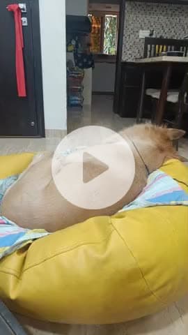 ग्रेट निकोबार: cutiepie sleeping peacefully,

#pet
##@
