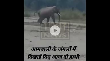 आमवाली के जंगलों में दिखाई दिए आज दो हाथी, देखिए वीडियो #wildlife #elephant #kalesarnationalpark