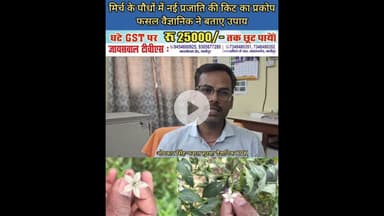 मिर्च में नए किट का प्रकोप, करे यह उपाय #New #pest #infestation in #chilli, #take #these #measures