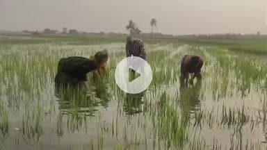 ஊத்துக்கோட்டை: உப்பரபாளையத்தில் கனமழை காரணமாக 200 ஏக்கர் நெற்பயிர்கள் நீரில் மூழ்கி சேதம்