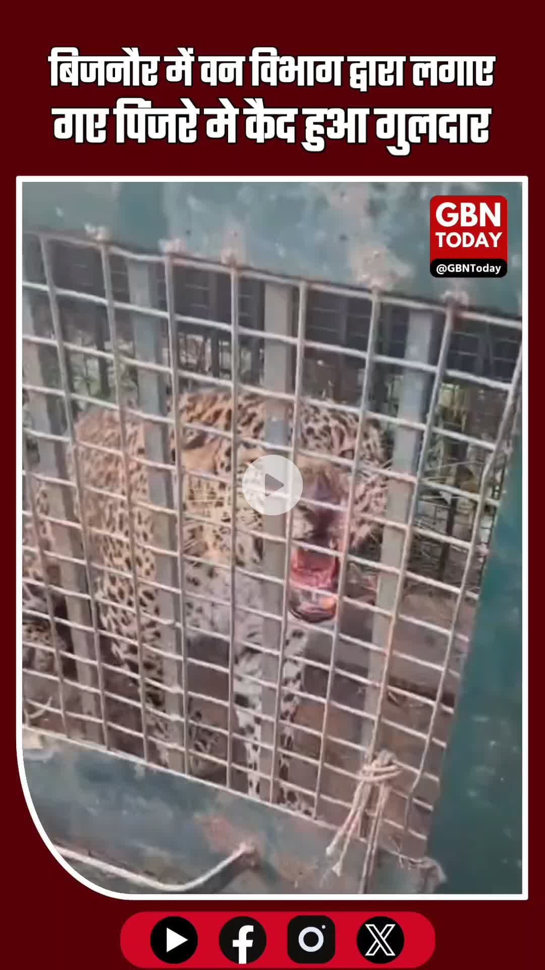 बिजनौर में वन विभाग द्वारा लगाए गए पिंजरे में कैद हुआ गुलदार #BijnorNews #BreakingNews #Wildlife #Guldar #Forest