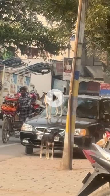 आपको वीडियो पसंद है तो लाइक कमेंट करना बिल्कुल ना भूले दोस्तों 🙏 #dogshorts #dog #doglove #dogs #doggies