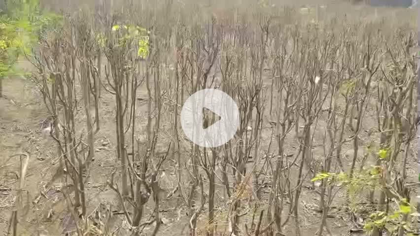 ஆவடி: வானகரம் பகுதியில் விவசாய நிலத்தில் கலக்கும் கழிவுநீரால் கீரை விவசாயி பாதிப்பு