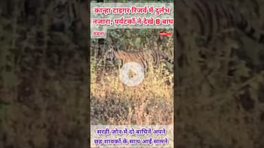 कान्हा में दुर्लभ नजारा | Rare sight | Kanha Tiger Reserve #kanhatigerreserve #tiger #raresight