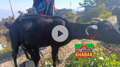 गुमदेश:लोहाघाट ब्लॉक मानाढुंगा (दिगालीचौड़) में बकरी चरा रहे युवक पर गुलदार ने किया हमले का प्रयास बकरी को किया घायल
