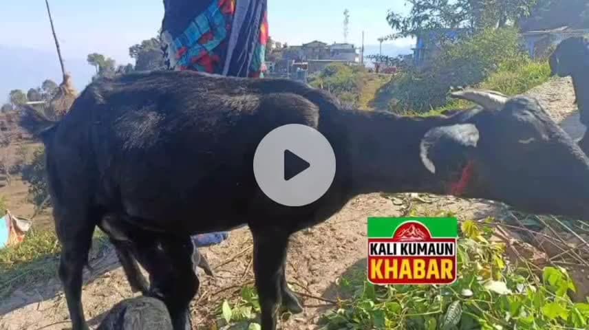 गुमदेश:लोहाघाट ब्लॉक मानाढुंगा (दिगालीचौड़) में बकरी चरा रहे युवक पर गुलदार ने किया हमले का प्रयास बकरी को किया घायल