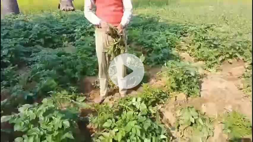 काराकाट प्रखण्ड में जंगली सुवरों के बढ़ते संख्या से फसलों को काफी क्षति