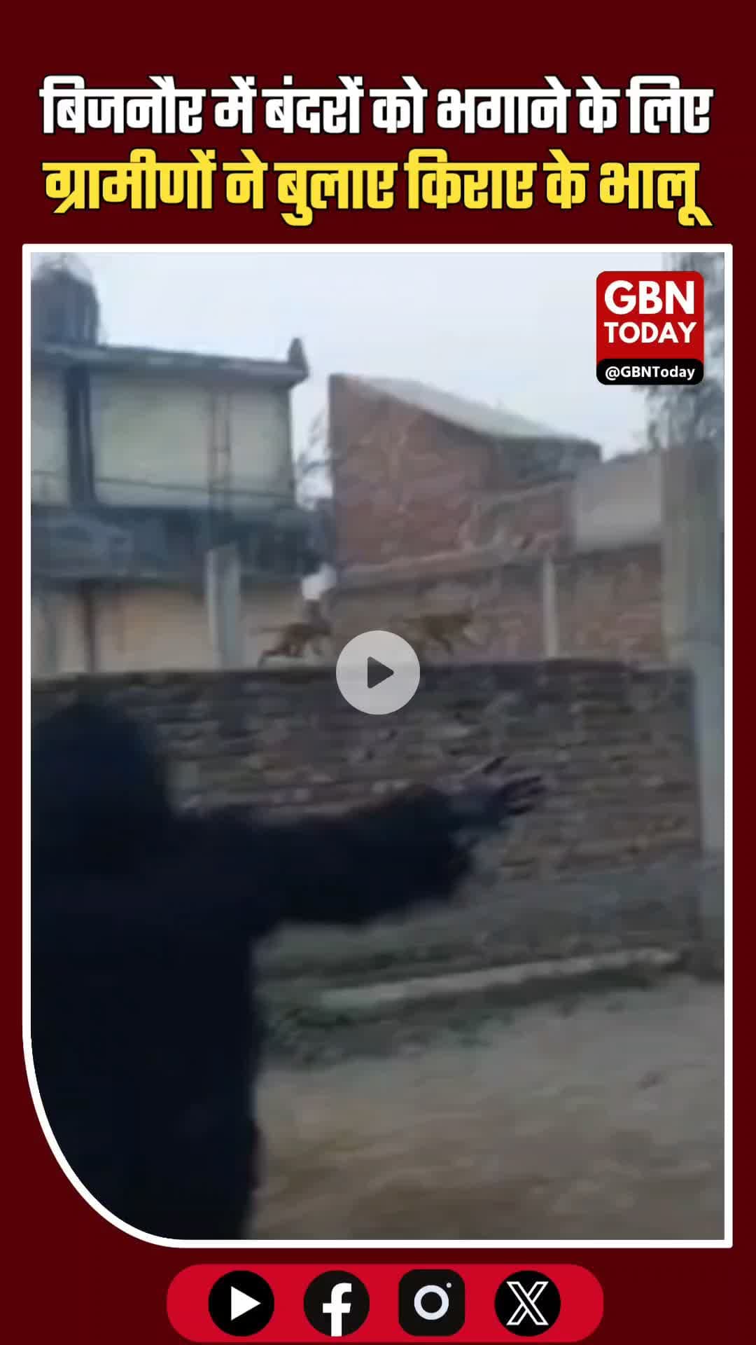 बिजनौर में बंदरों को भगाने के लिए ग्रामीणों ने बुलाए किराए के भालू #Bijnor #Monkeys #AnimalControl #VillageLife