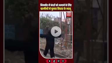 बिजनौर में बंदरों को भगाने के लिए ग्रामीणों ने बुलाए किराए के भालू #Bijnor #Monkeys #AnimalControl
