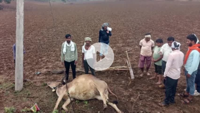 सौसर के निमणी के किसान के खेत में करंट से बैल की मौत 2साल पूरे नहीं मिला मुवाअजा