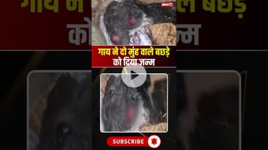 गाय ने दो मुंह वाले बछड़े को दिया जन्म #upnews #calf #viralvideo #viralnews