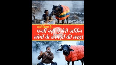 नए ज़माने की भैंस पुराने हथकंडों पर मुस्कुरा रही है... 😏🐃#FunnySatire #DesiHumor #kesrinews